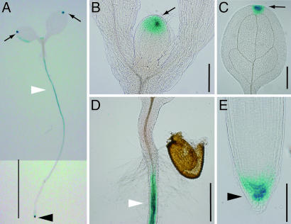 Fig. 5.