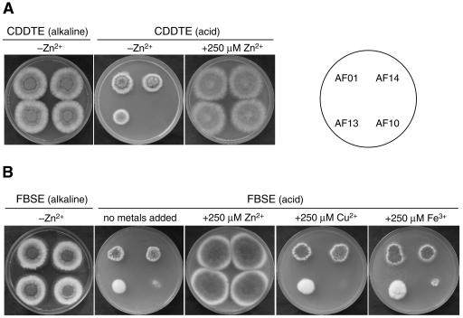 FIG. 9.