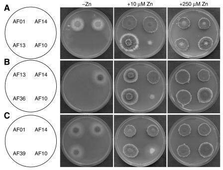 FIG. 7.