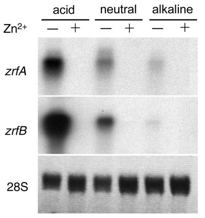 FIG. 8.