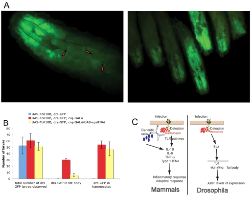 Fig. 7.