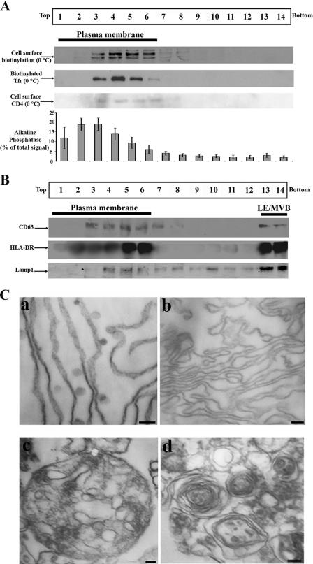 FIG. 1.