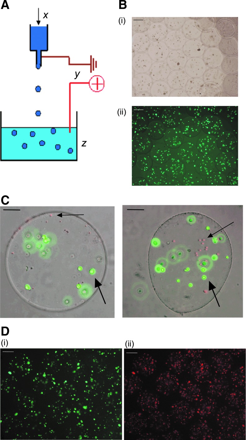 FIG. 1.