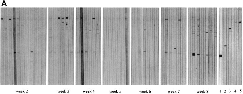 FIG. 6