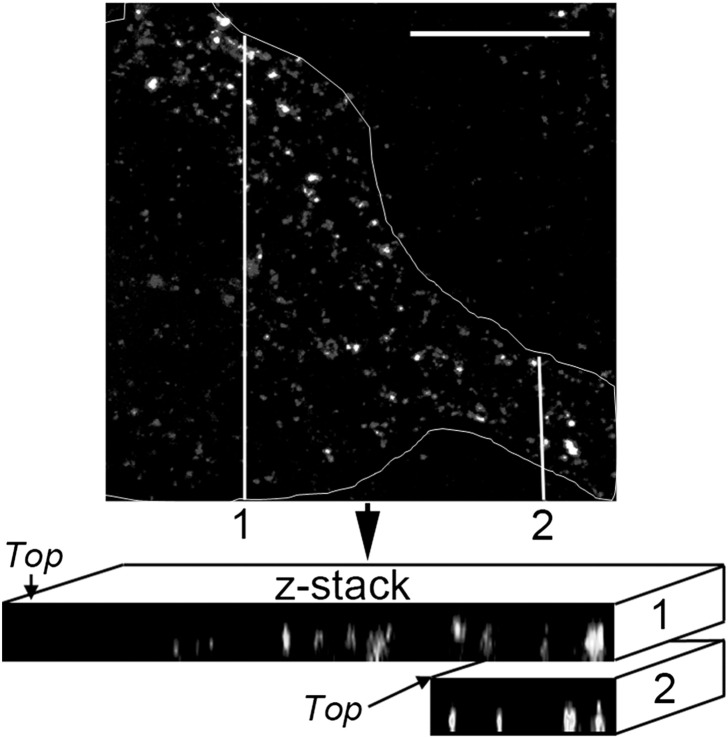 Supplementary Fig. S1