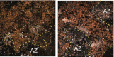 Author response image 1.