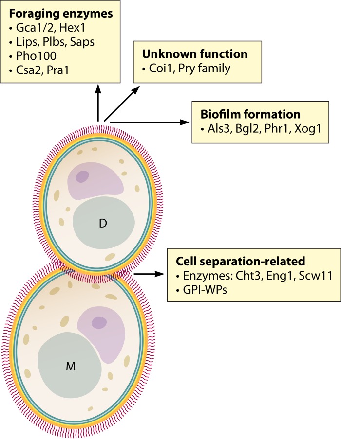 FIG 1