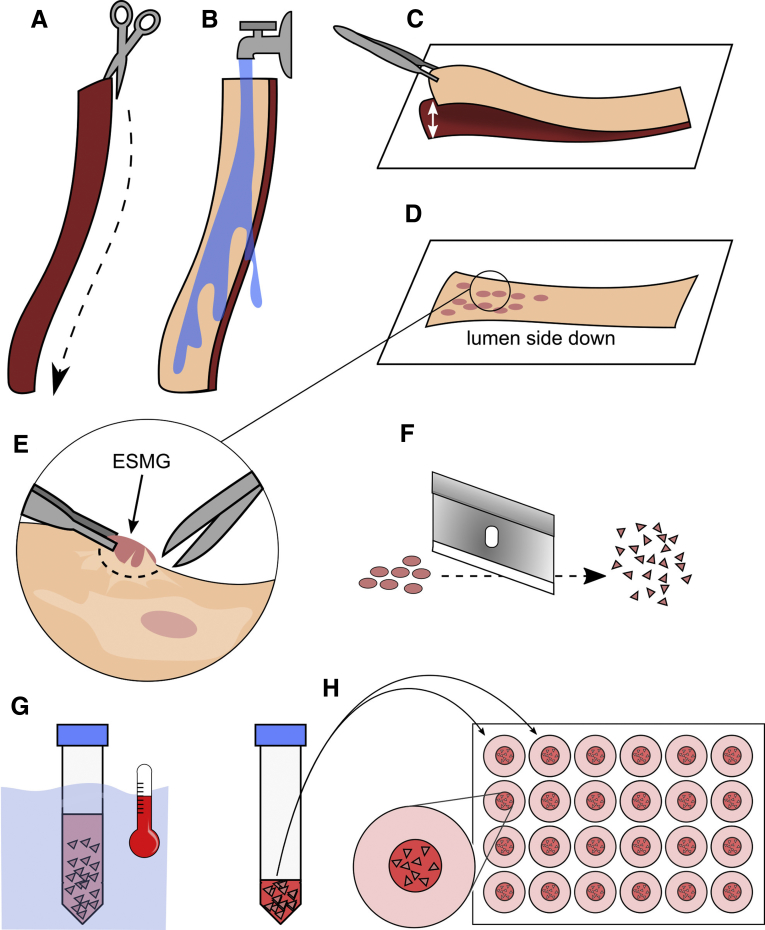 Figure 4