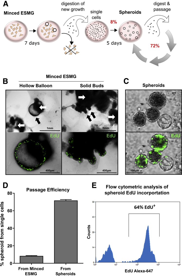 Figure 6