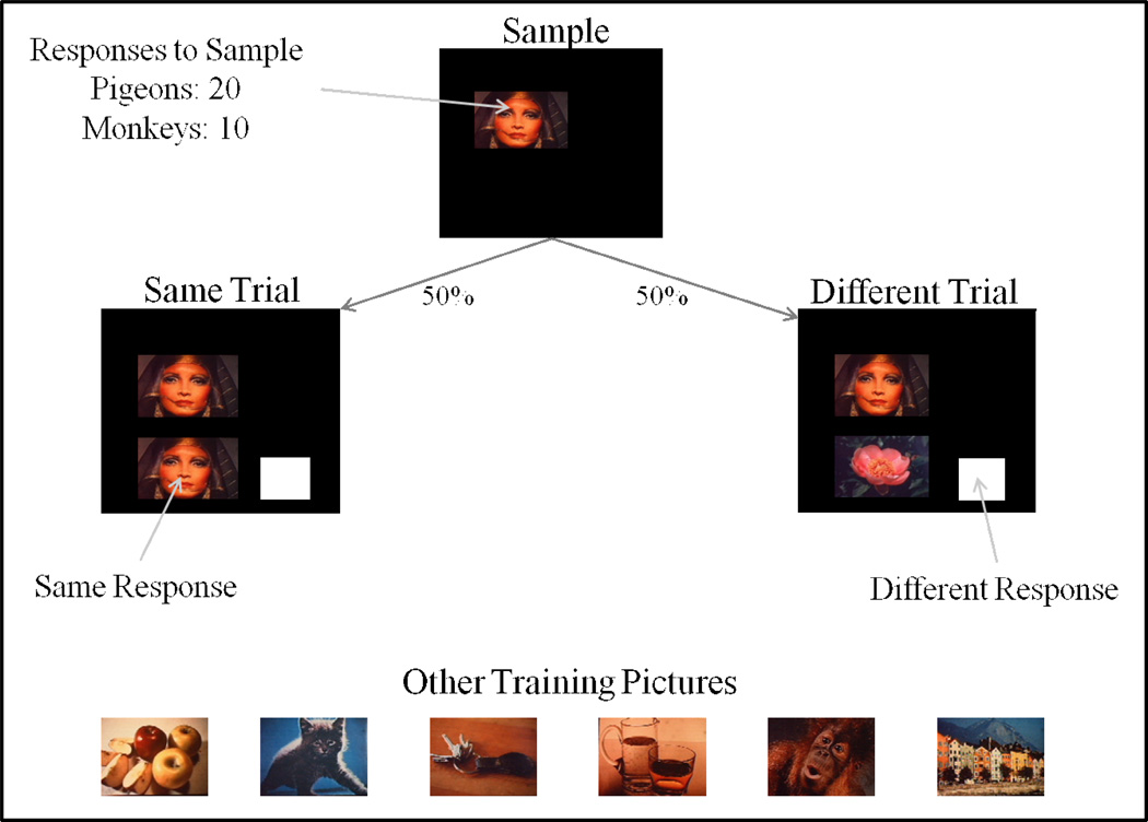 Figure 12