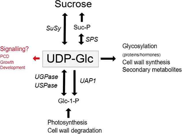 FIGURE 1