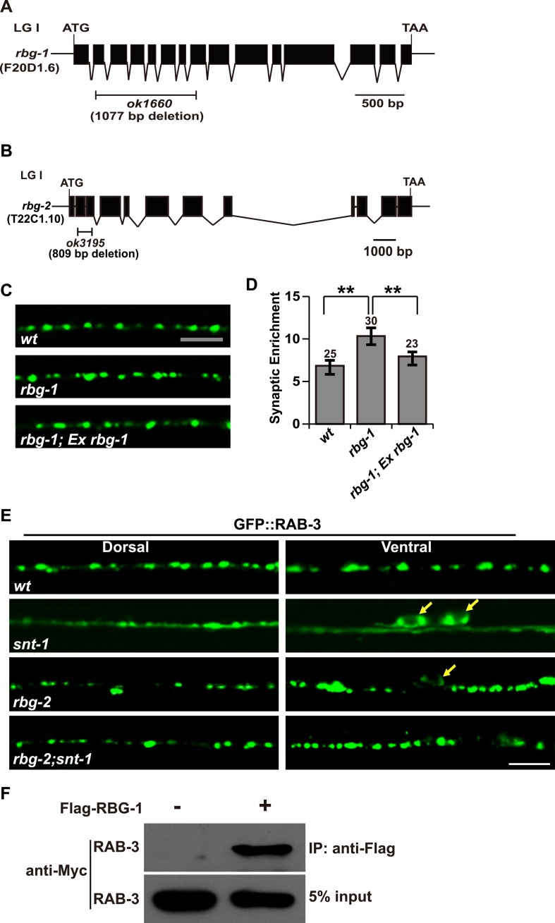 Figure 4—figure supplement 1.