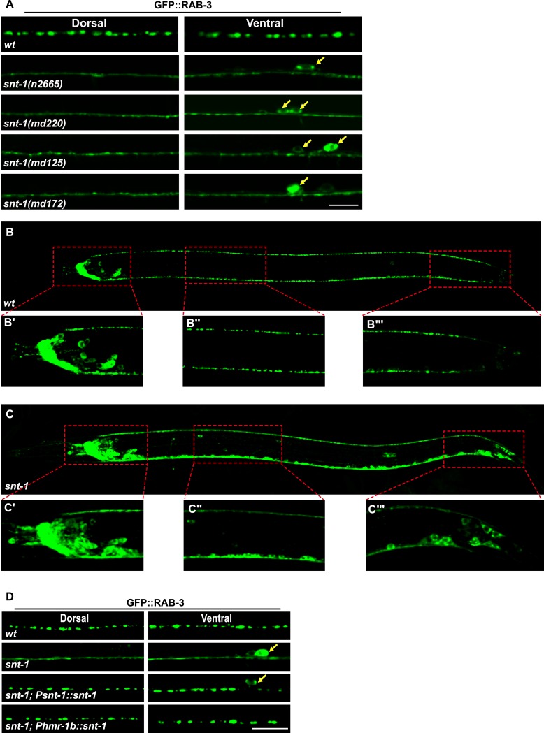 Figure 1—figure supplement 1.