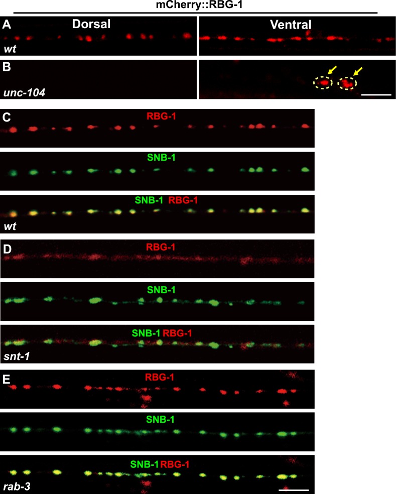 Figure 5.