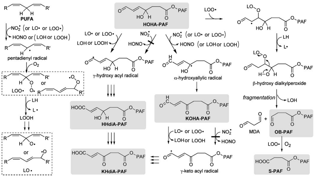 Fig. 11