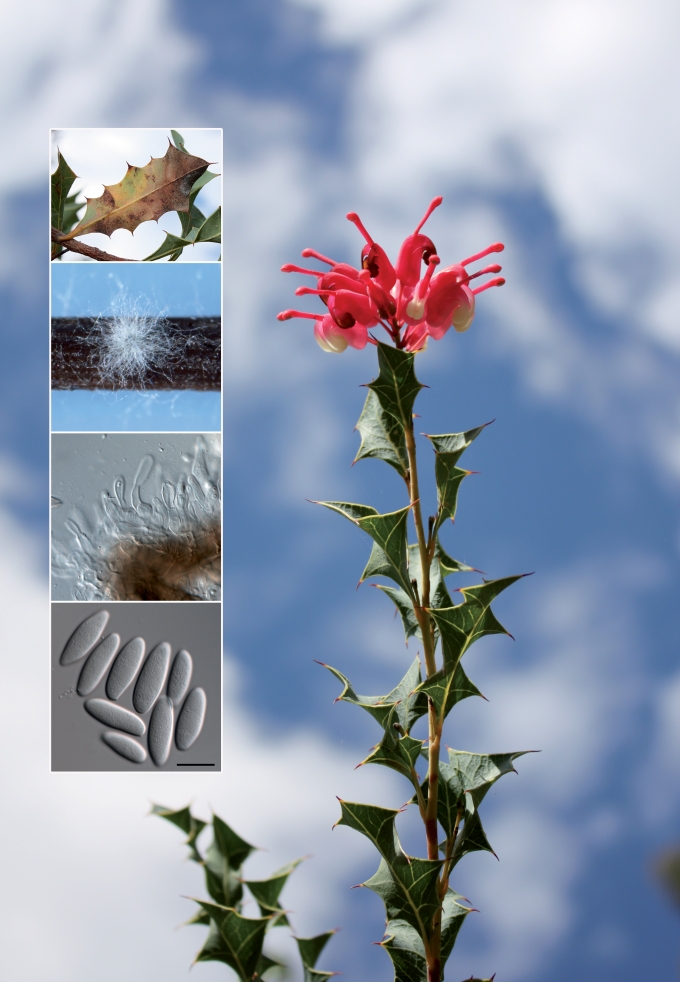 graphic file with name per-26-116-g001.jpg