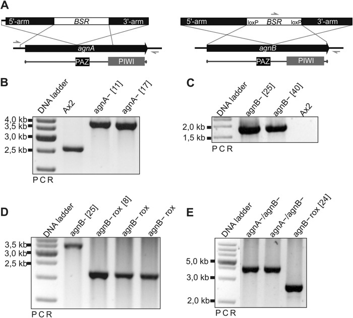 FIGURE 2.