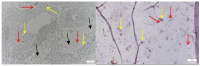 Figure 13