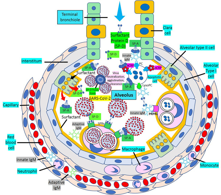 Figure 12