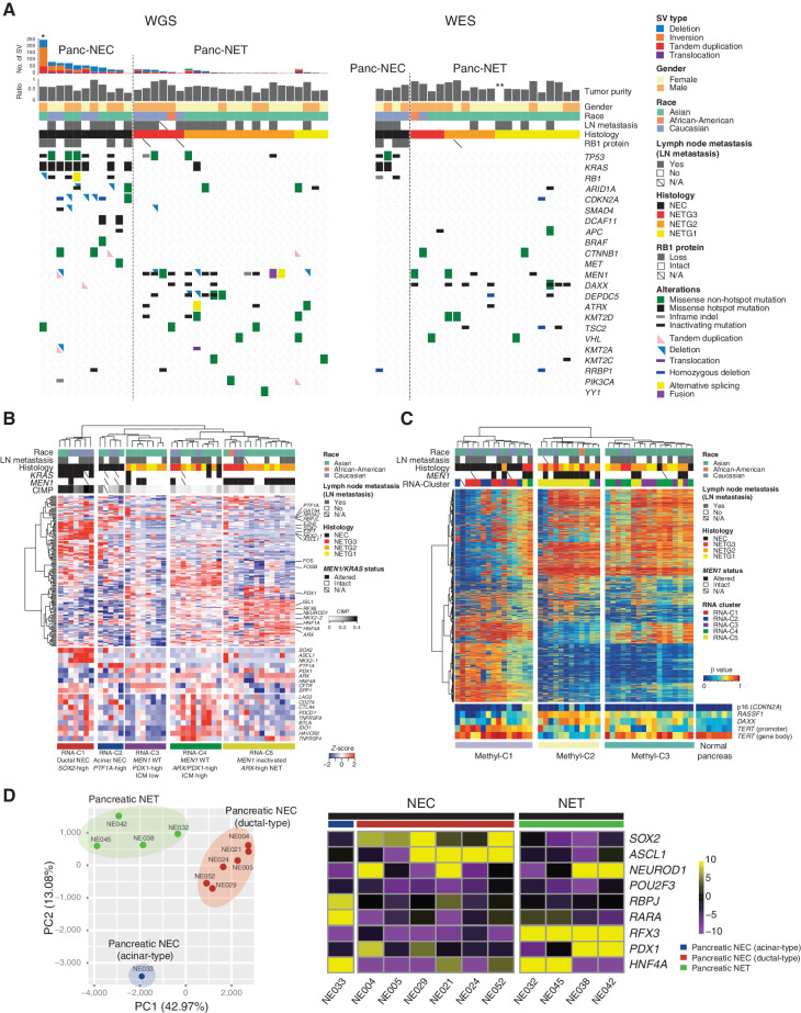 Figure 2. Genomic alterations of Panc-NECs and Panc-NETs. A, Landscape of genomic alterations in Panc-NECs and Panc-NETs. The left oncoplot indicates WGS data obtained from frozen samples. The cases are arranged from left to right according to descending order in the number of SV in each pancreatic neuroendocrine neoplasm based on WHO classification 2019. The right oncoplot shows WES data differing from patients available on the WGS data. Asterisk, organoid sample; double asterisk, a case for which tumor purity was not calculated due to the limited number of mutations. B, Unsupervised clustering analysis using gene expression of high variant 160 TFs. The expression of representative TFs specific to each cluster and immune checkpoint molecules is shown at the bottom. C, Unsupervised clustering of the methylation levels with 2,000 high variant CpG probes in Panc-NECs and Panc-NETs. D, Principal component analysis, based on reads of distal elements by ATAC-seq, could clearly discriminate between Panc-NETs (green), acinar-type Panc-NECs (blue, NE033), and ductal-type Panc-NECs (red). Motif enrichment analysis could also clearly discriminate between Panc-NETs (subgroups: PDX1-high and HNF4A-high), acinar-type Panc-NECs, and ductal-type Panc-NECs.