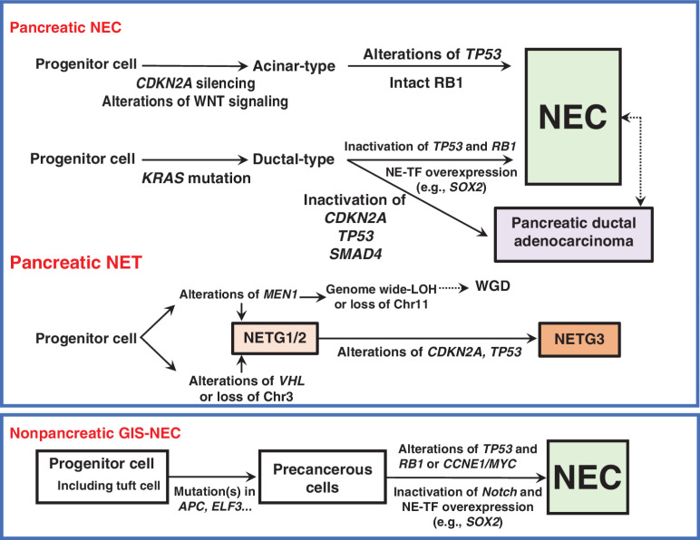 Figure 7. Schematic diagram of genomic alterations involved in the genesis of pancreatic NEC, pancreatic NET, and nonpancreatic NEC of the gastrointestinal system (GIS). NE-TF, transcription factor for neuroendocrine differentiation.