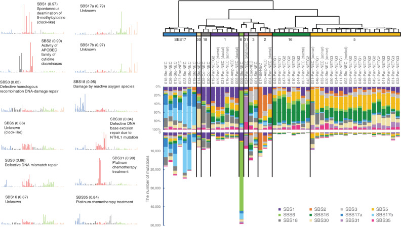 Figure 4. Mutational signature analysis of GIS-NENs. Hierarchical clustering by de novo extraction of mutational signatures with nonnegative matrix factorization of available WGS data. Stability plotting indicated 12 mutational signatures (>0.85; Supplementary Fig. S18). Their profiles and functions were assigned based on COSMIC SBS Signatures (v3.1). Sto, stomach; Eso, esophagus, Col, colorectum; Pan, pancreas; Amp, ampullary; Bil, bile duct; Platinum, platinum chemotherapy treatment; Merkel, gastric NEC with Merkel cell polyomavirus. The parentheses in the left figure indicate cosine similarity to COSMIC signatures.