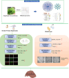Image, graphical abstract