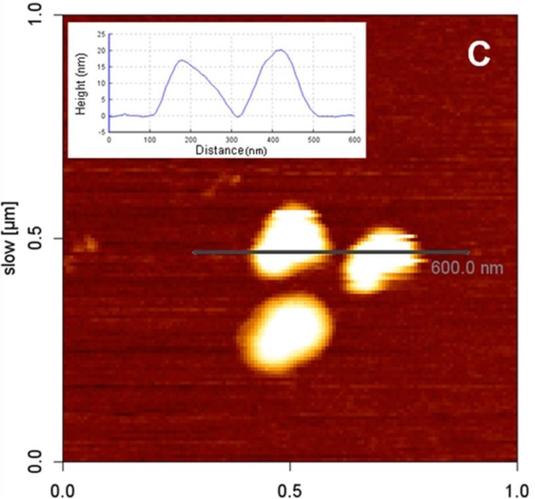 FIGURE 10