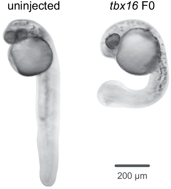 Figure 1—figure supplement 2.