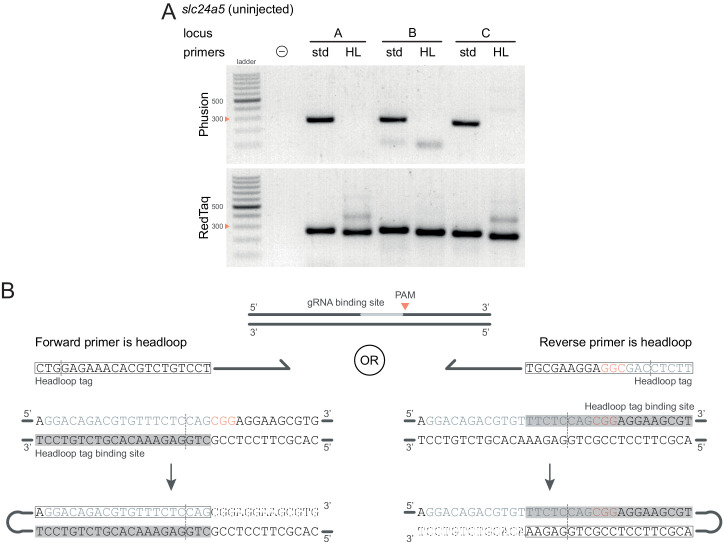 Figure 3—figure supplement 3.