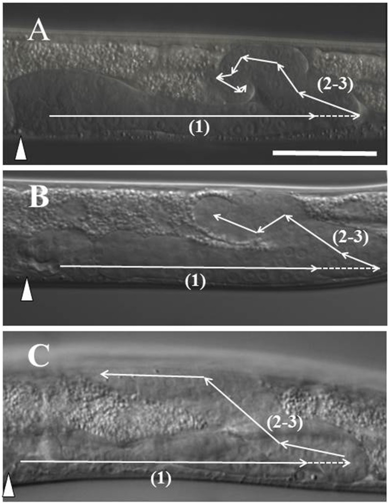 Fig 6