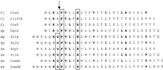 FIG. 2.