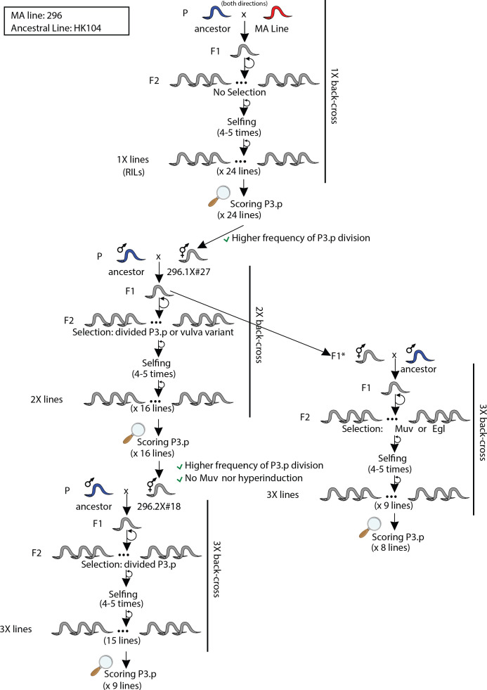 Figure 3—figure supplement 4.