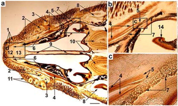 Fig. 1