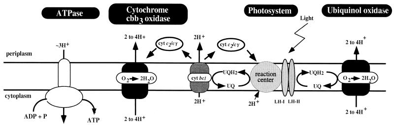 FIG. 1.