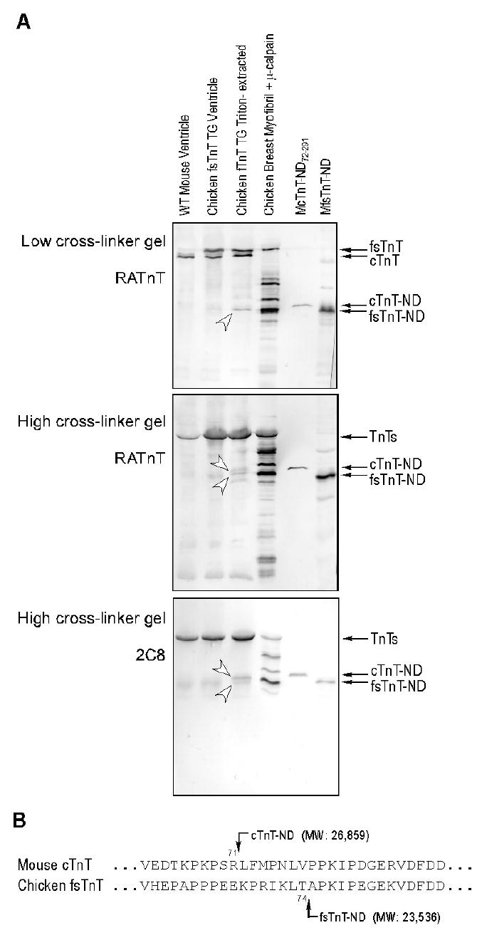 FIGURE 11