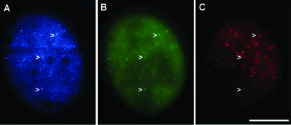 FIG. 2.