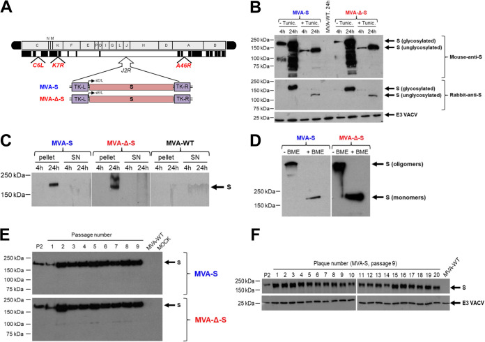 FIG 1