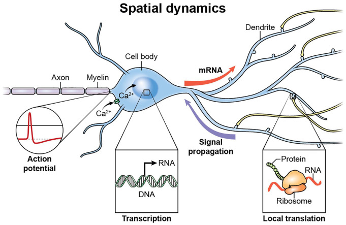 Figure 5.