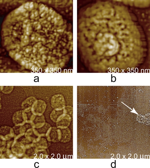 Fig. 17.