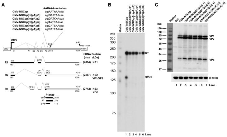 Fig. 5