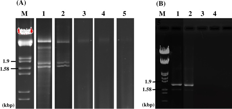 Fig 5