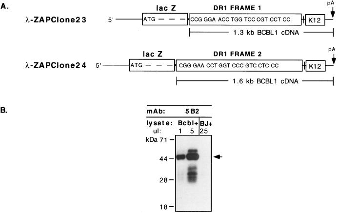 FIG. 6