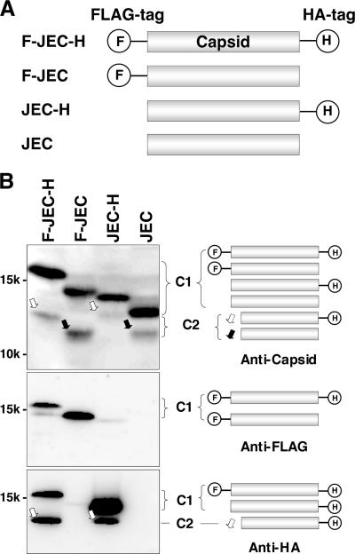 FIG. 2.