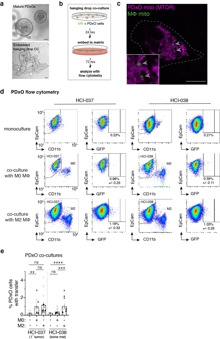 Figure 4—figure supplement 2.