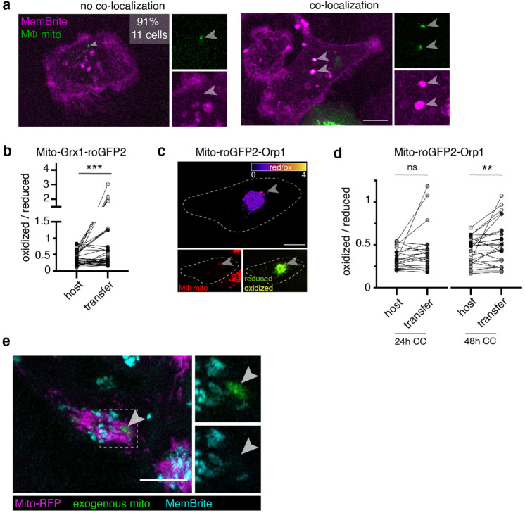 Figure 2—figure supplement 1.