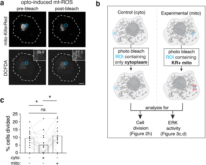 Figure 2—figure supplement 2.