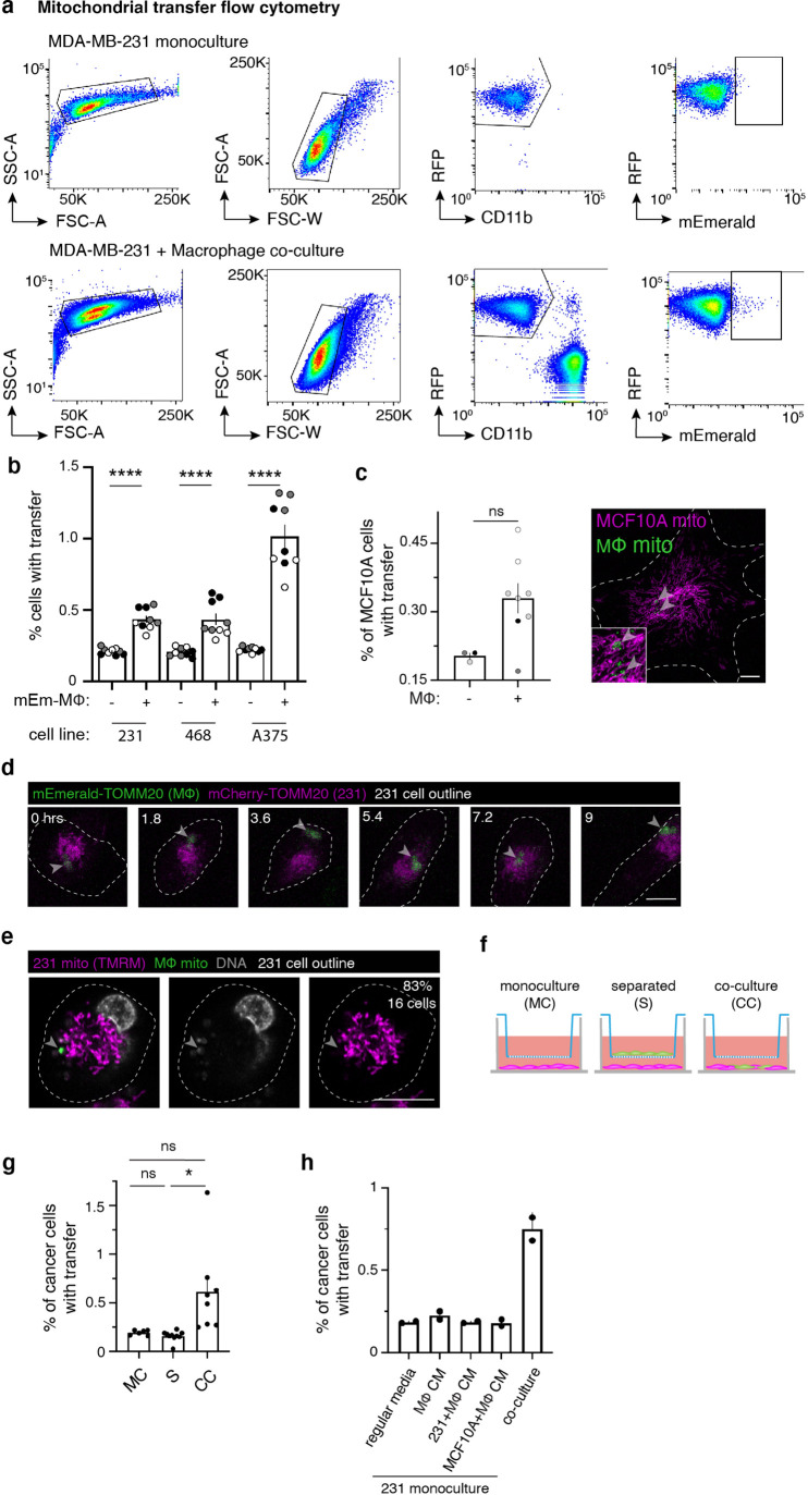 Figure 1—figure supplement 1.