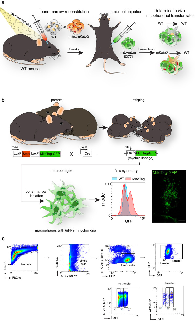 Figure 5—figure supplement 1.