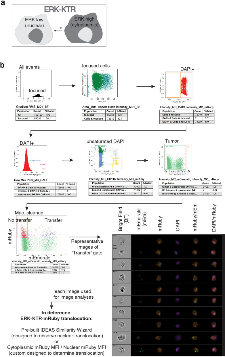 Figure 3—figure supplement 1.